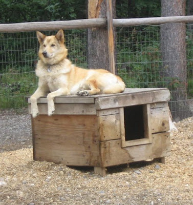 pictures of alaskan husky. Alaskan Husky