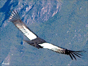 . bit up, and then is just straight down to Huambo. (condor flying)