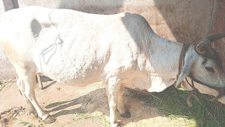 Broom treatment in Lampi Virus