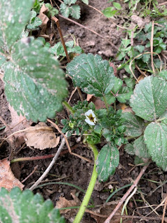 White strawberry flower