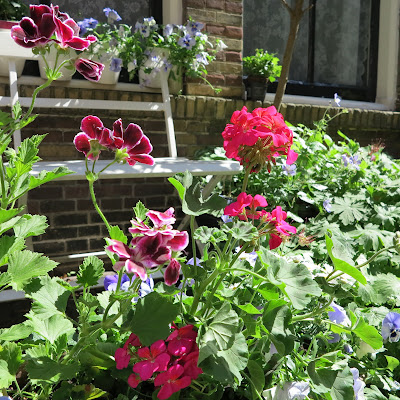 container garden, white bench, pink, flowers, Haafner