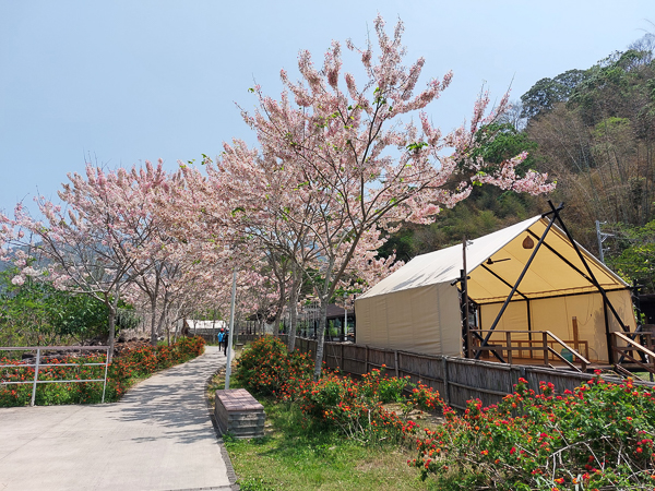 高雄六龜寶來花賞溫泉公園花旗木平地泰國櫻花免費參觀拍照