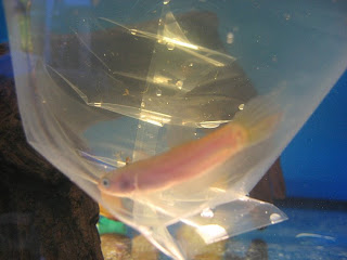 betta macrostoma