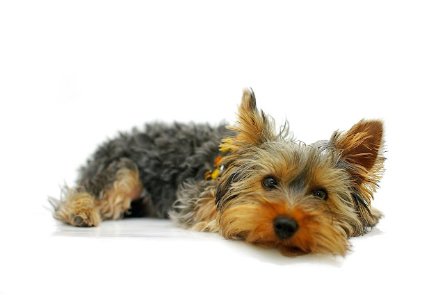 10-Most-Interesting-Terrier-Dog-Breeds