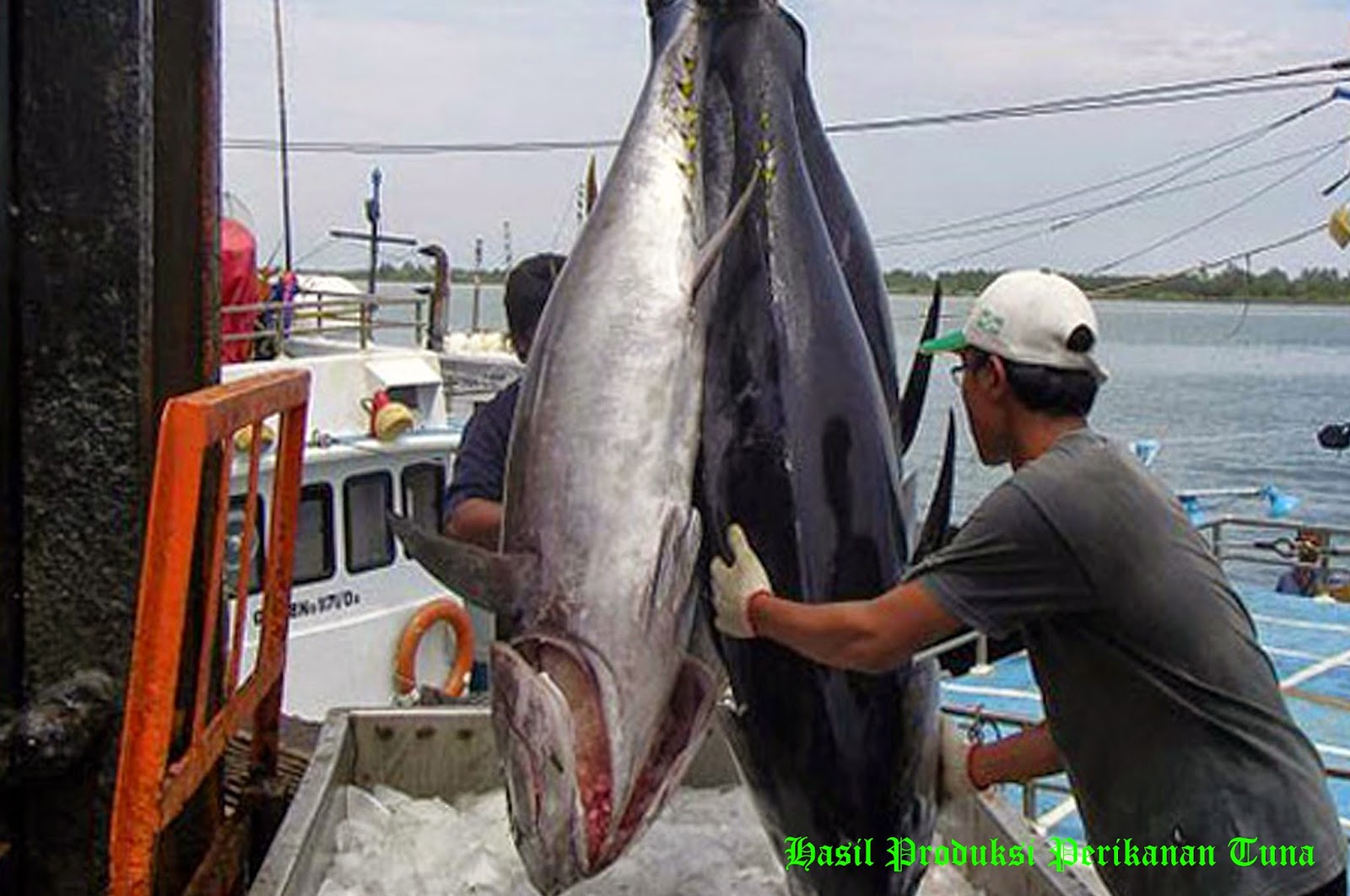 penangkapan ikan tuna