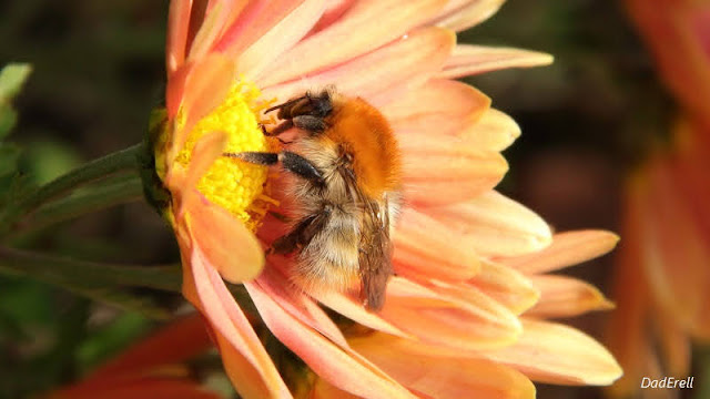 Un bourdon sur une fleur de chrysanthème