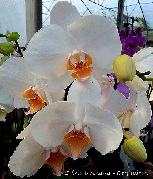 Glória Ishizaka - orquideas 3