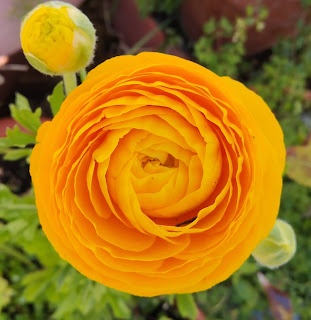 Ranunculus asiaticus