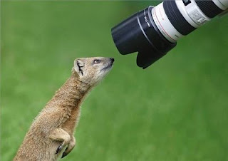 Funny Animals With Camera