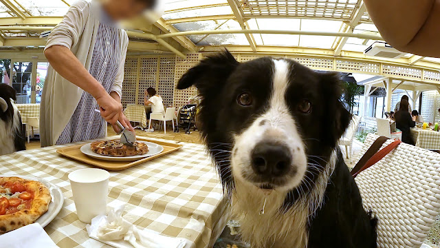 保護犬 ボーダーコリー トーマ 小谷流の里ドギーズアイランド