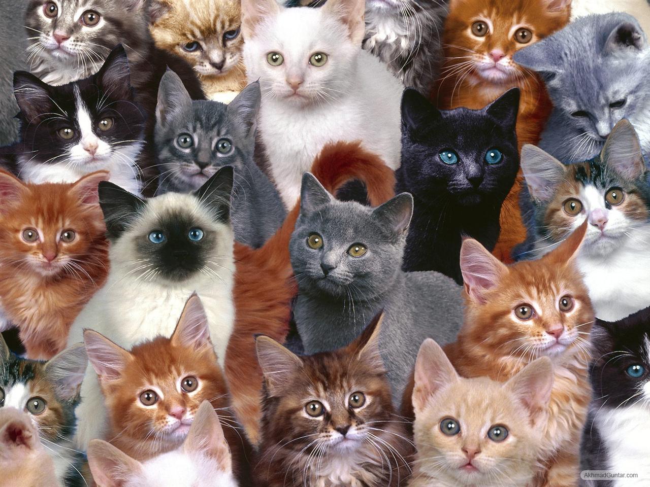 Kumpulan Cara Merawat Kucing Berita Seputar Kucing