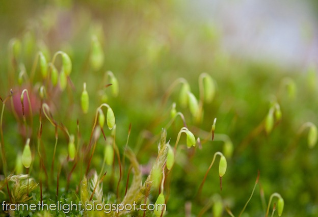 Ehrenfriedhof macro-1-1