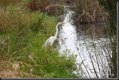 Shepperton Lake Victoria