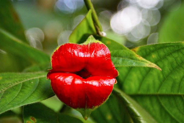 Hooker’s Lips (Psychotria Elata) - 17 Flowers That Look Like Something Else