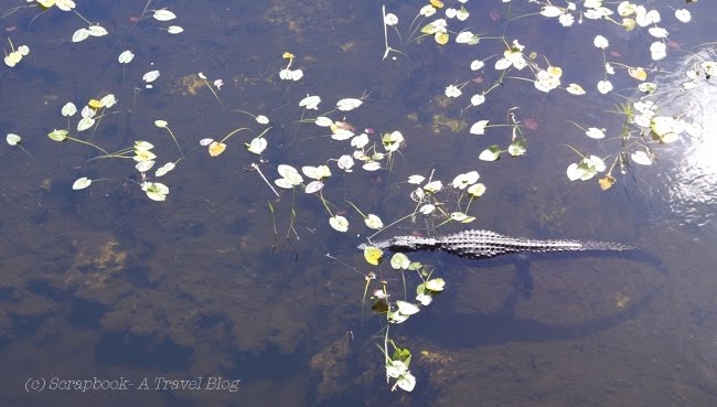 Everglade National Park Crocodile Florida