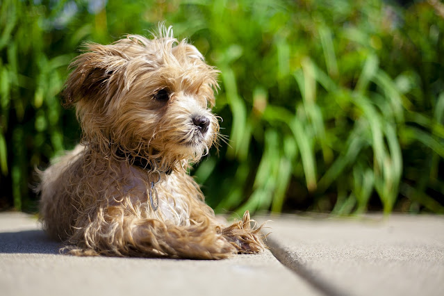 10-Best-Hybrid-Dog-Breeds-In-The-World-Maltipoo