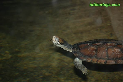 Annam leaf turtle, Vietnamese pond turtle