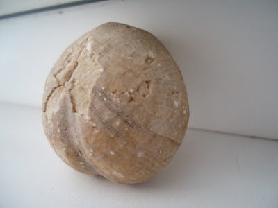 FOSSIL SEA URCHIN / ECHINOID 