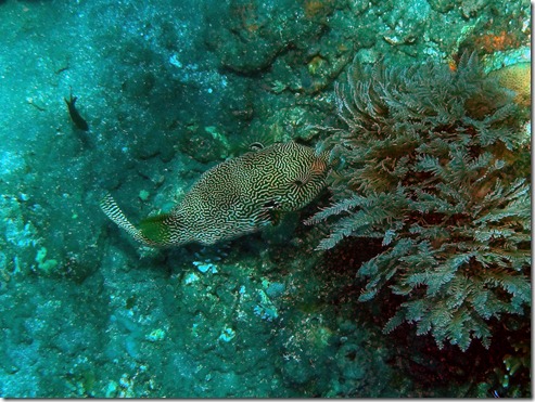 12 10 Bali (262) Good Karma Giant Map Puffer fish E