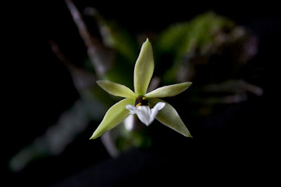 Prosthechea micropus care