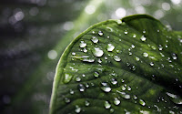 Green Leaves Water Drops Wallpapers
