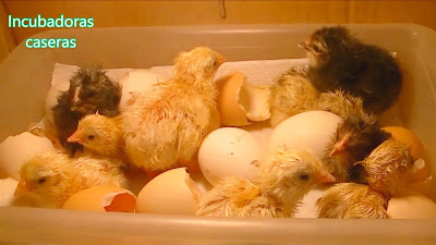 Nacimiento de pollitos en la incubadora casera