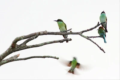 Blue-throated Bee-eater (Merops viridis)