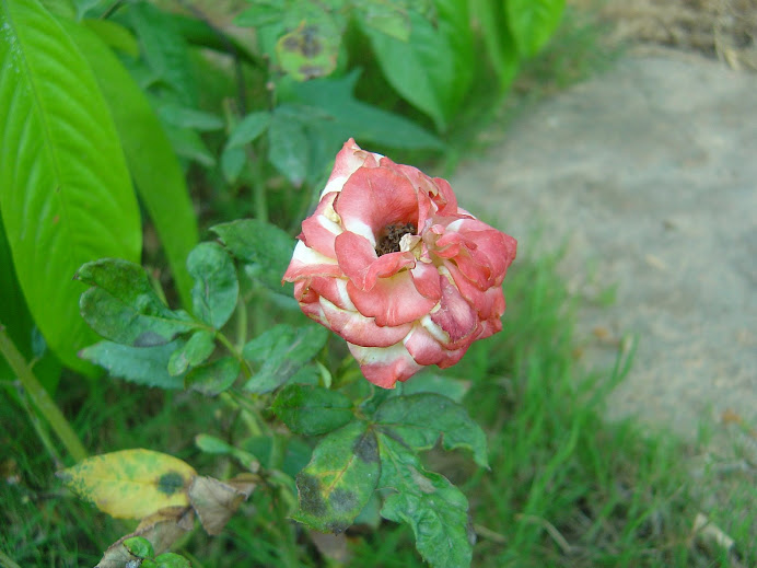 Multi colored mini rose