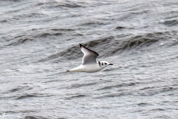 Kittiwake