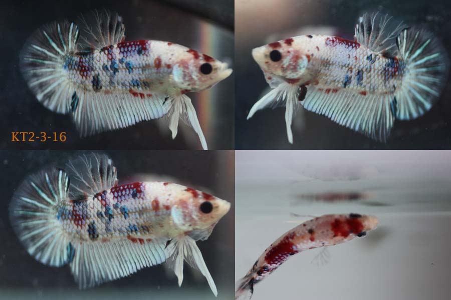 Bettazone: Betta of the week : Koi Tancho