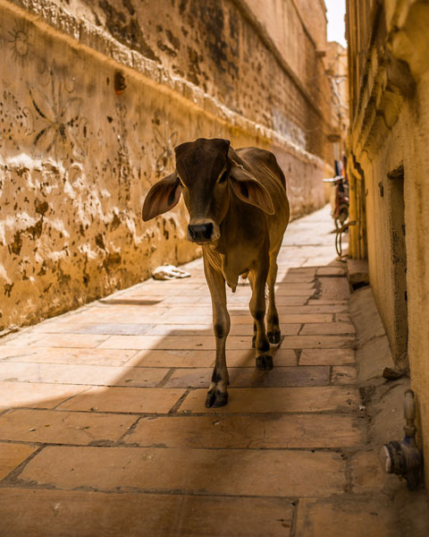 cow streets jaisalmer fort