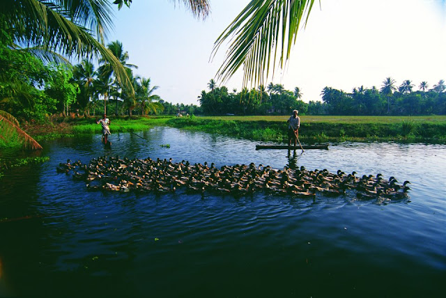 Duck farming in the backwaters of Kerala