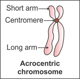 acrocentric chromosome diagram