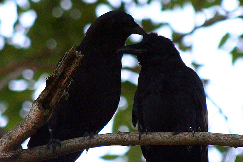 Beautiful Crow Love HD Wallpapers Free Download