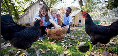 Sekolah Pembelajaran Ayam