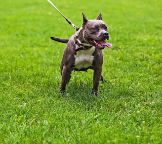 american pitbull terrier