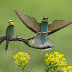 Beautiful flowers parrots birds.