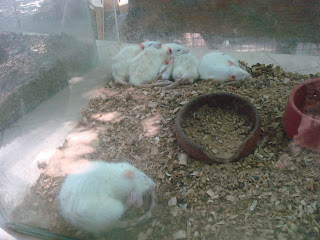 sleeping white mice in Zoobic safari