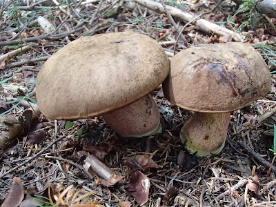 grzyby w czerwcu, grzyby na Orawie, grzyby na Babiej, borowik ceglastopory Boletus luridoformis, muchomor czerwonawy Amanita rubescens, borowikgrubotrzonowy Boletus calopus, muchomor twardawy Amanita spissa