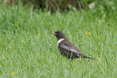 Dominylyster - Beflijster - Turdus torquatus