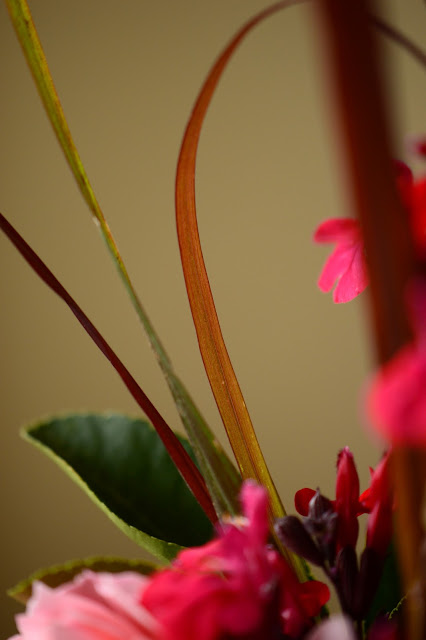 monday vase meme, pennisetum rubrum, amy myers, small sunny garden, desert garden