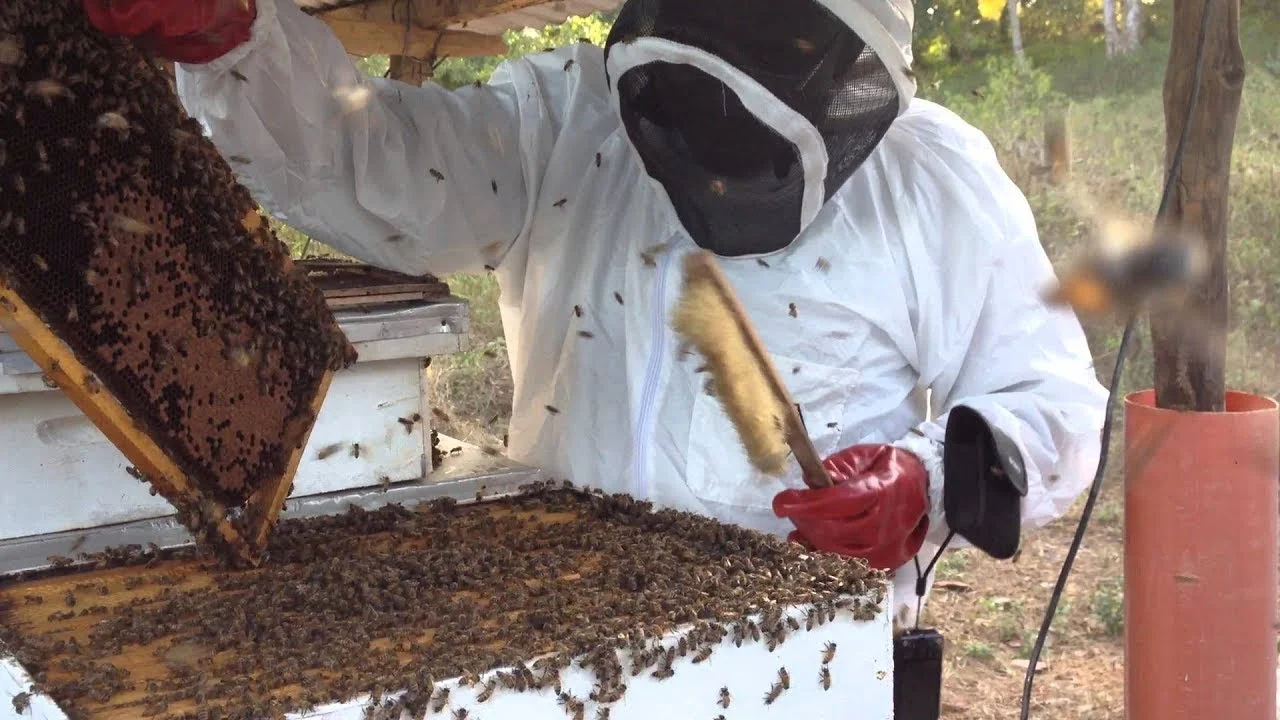Beekeeping: How To Start Profitable Bee Farming In Cameroon