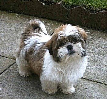 Shih Tzu Dog Breed Image Dog Pictures Online