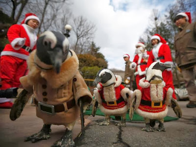 Foto-Foto Burung Penguin Ikut Merayakan Natal