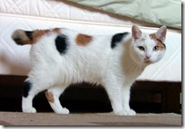 Manx_breed_cat_named_Inkku