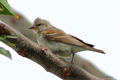 Yellow-throated Sparrow - Gymnoris xanthocollis