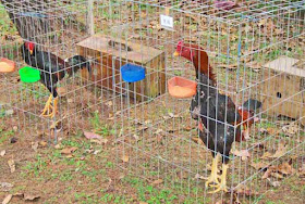 chickens, festival, food, healthy, Okinawa