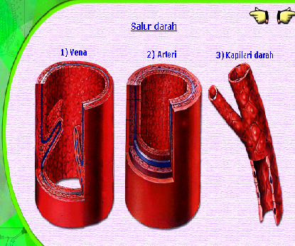 SISTEM PEREDARAN DARAH  BESERTA GAMBAR Biologi asyik feat 