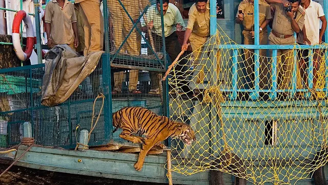 recent tiger attack in sundarban