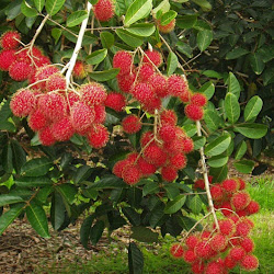 Bibit Pohon Rambutan Binjai Cepat Berbuah Mudah Tumbuh